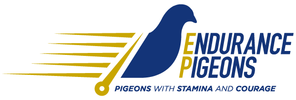 Endurance Pigeons